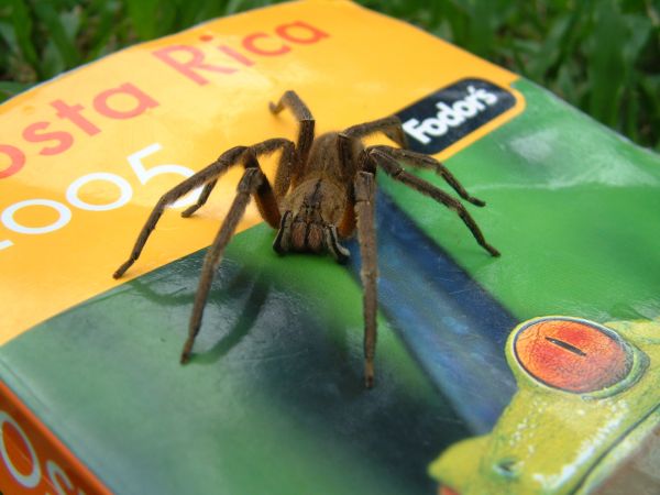 phpXnE4eo_Wolf_spider phpXnE4eo_Wolf_spider