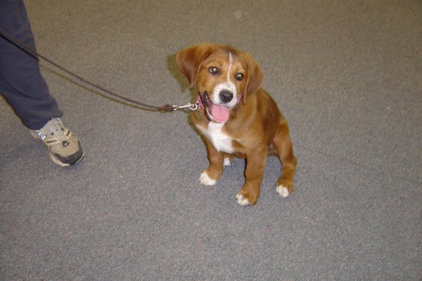 puppy-chloe-from-pat1 puppy-chloe-from-pat1