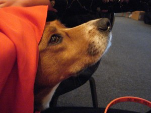 It's hard to wait under a table for 2 hours with other dogs when there is a long tablecloth!