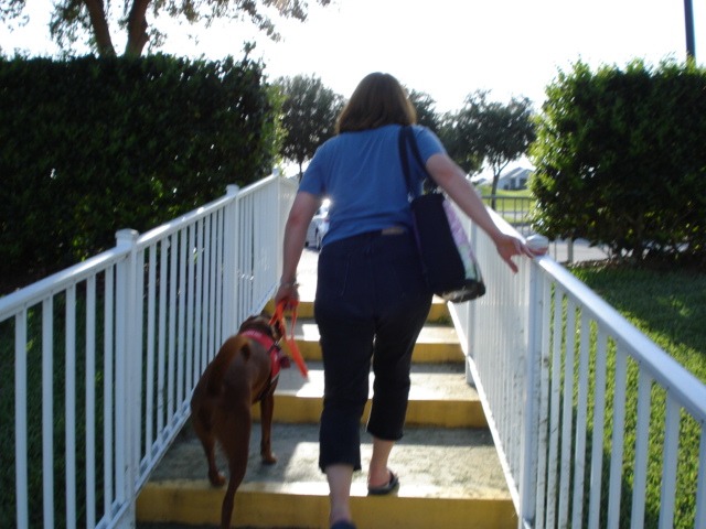 Chloe on stairs in Leesburg, Florida