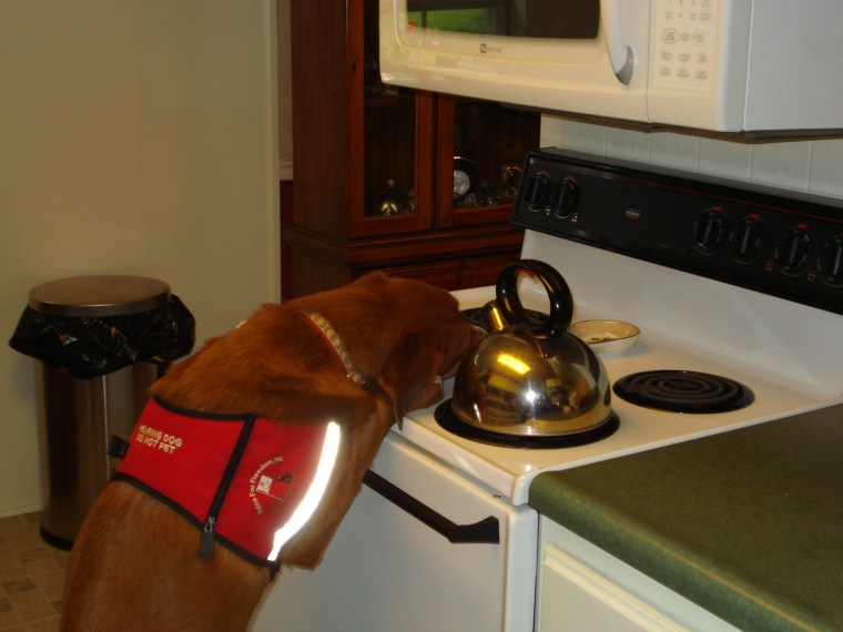 No worries... this is a staged picture. The tea kettle is cold, and a treat is on the stove to award a "Paws up" command.