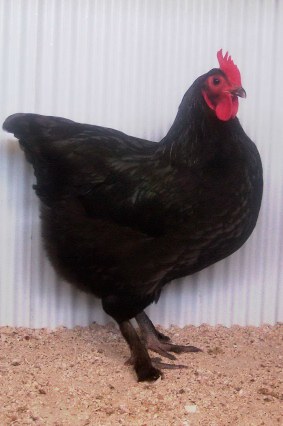pullet