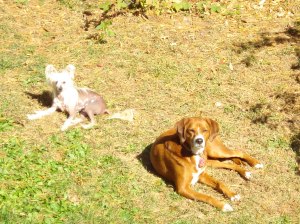 Even Pegasus loves the sun... but he IS naked! Chloe has enjoyed her naps in the sun!