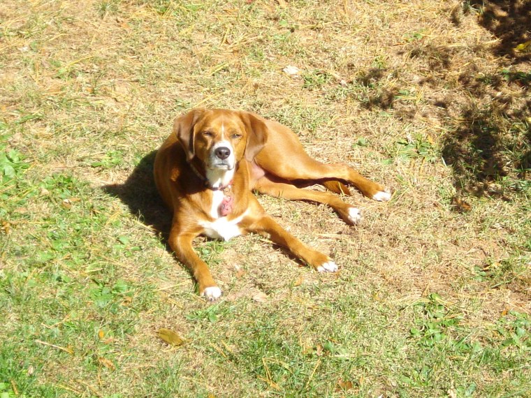 Even hound dogs can miss the sun after days of rain!