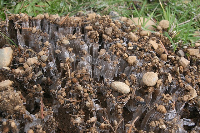 needle ice 2 IMG_5828