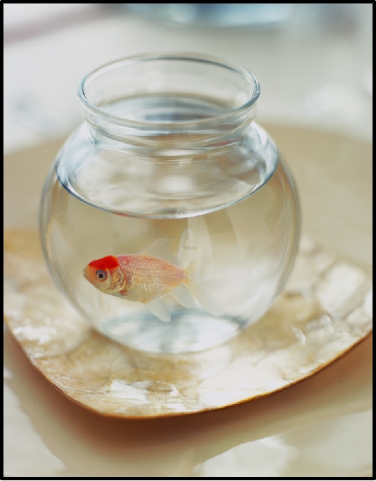 Half empty, or half full? Well MINE has a goldfish in it.