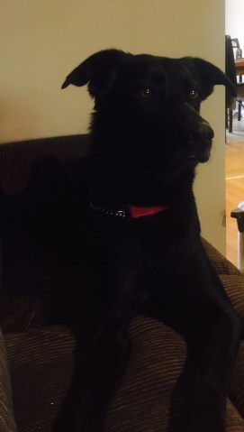 Milo Cade - Fidos For Freedom, Inc., Service Dog. 