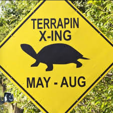 turtle crossing