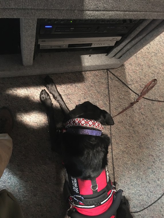 Sweet and loyal ❤️ beat at my feet. Ready to work as soon as I need him! Which... was two seconds after this pic since I looked up too fast, got dizzy, cracked my head on the podium, and dropped my remote. He takes it all in stride. 🐾